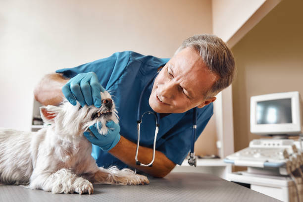 Professional Emergency Dental Service in DE